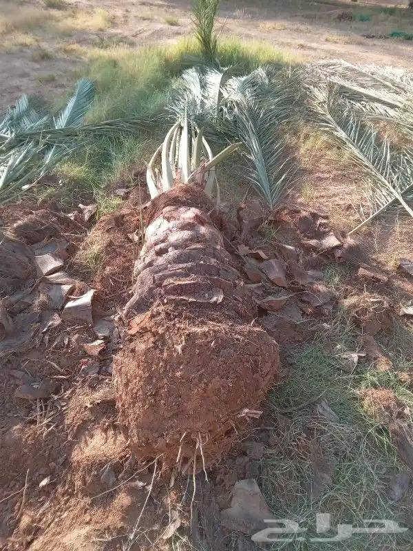 نقوم بتوري جميع انواع النخل 3