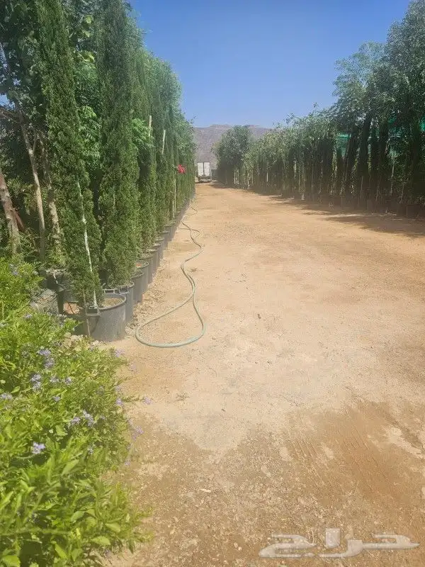 سرو ايطالي درجه اولى 4