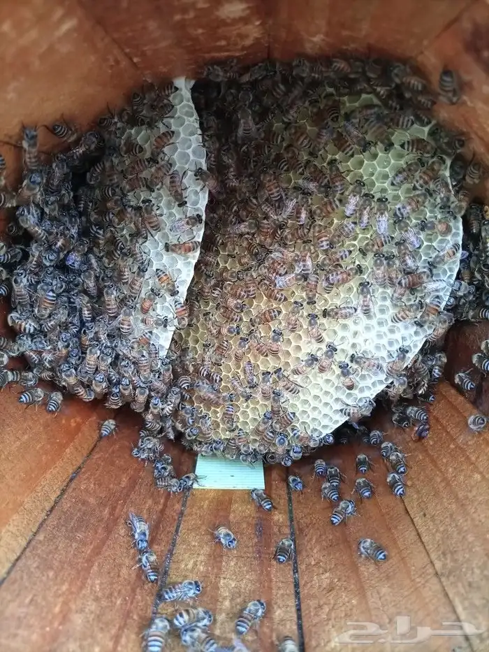 بيع نحل وملكات و جميع انواع العسل وحبوب اللقاح وغذاء الملكه 2