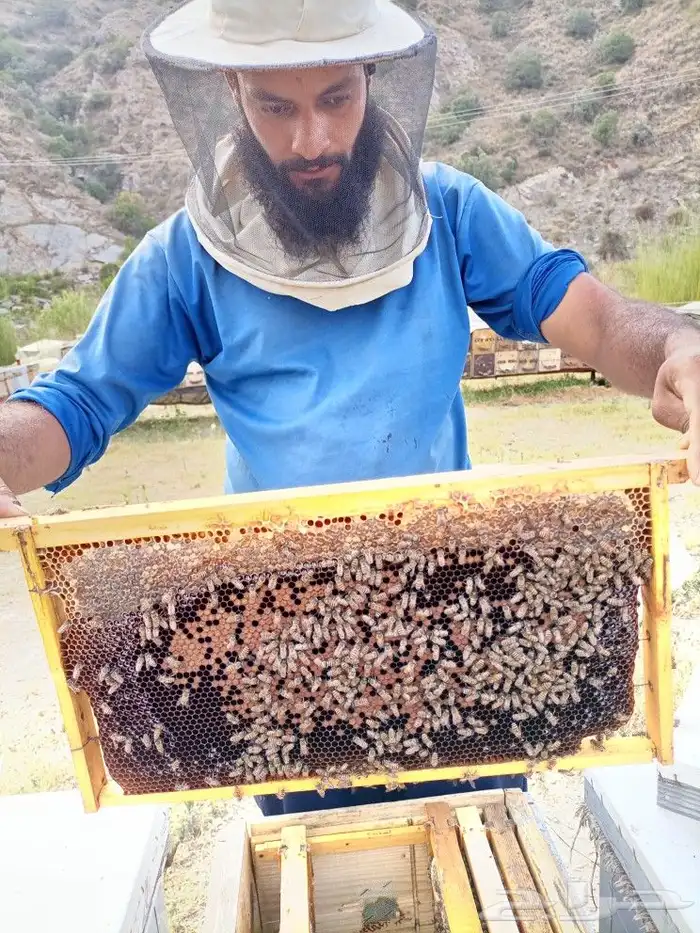 بيع نحل وملكات و جميع انواع العسل وحبوب اللقاح وغذاء الملكه 3