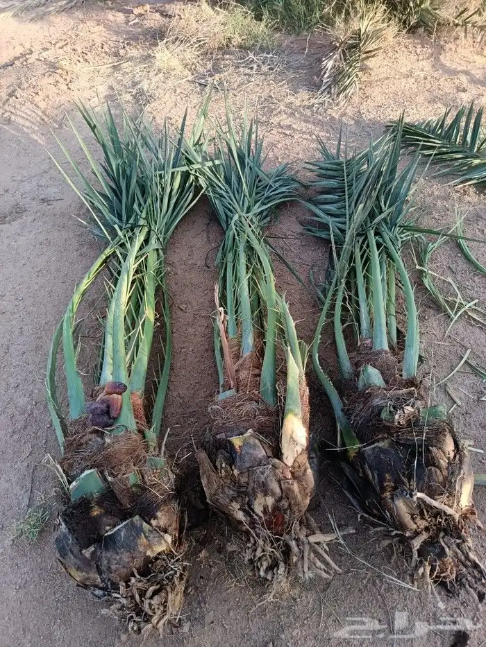 نخيل للبيع مثمر فروخ نخل.حيش نخل للبيع 8