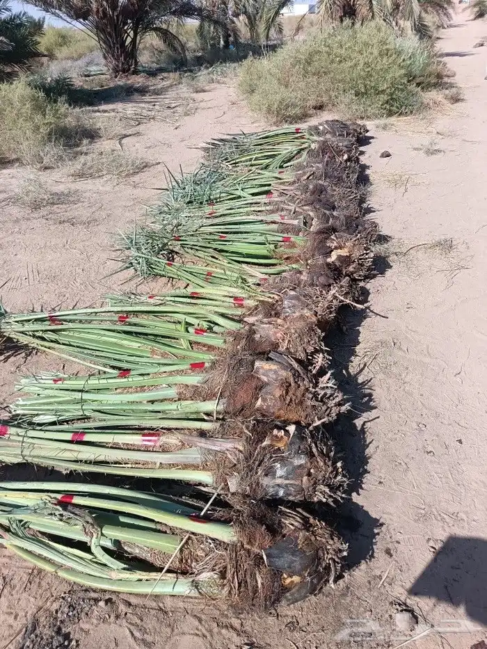 نخيل للبيع مثمر فروخ نخل.حيش نخل للبيع 1