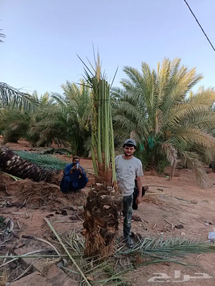 نخيل للبيع مثمر فروخ نخل.حيش نخل للبيع 3