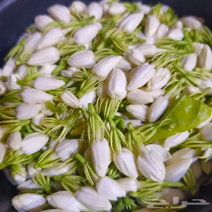 محل بيع الفل في الرياض عقود واساور واطواق جمله وتجزئه 9