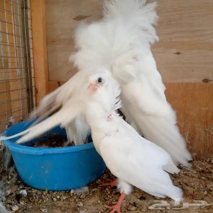 زوج جوكبين بإنتاجه تم البيع 4