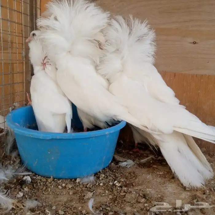 زوج جوكبين بإنتاجه تم البيع 1