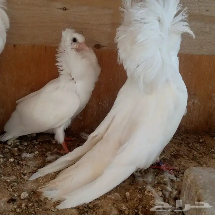 زوج جوكبين بإنتاجه تم البيع 5