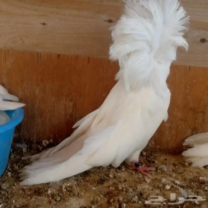 زوج جوكبين بإنتاجه تم البيع 2