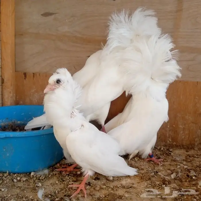 زوج جوكبين بإنتاجه تم البيع 0