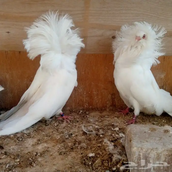 زوج جوكبين بإنتاجه تم البيع 3