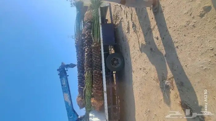 نخل للبيع جثايث عربي واشنطونيا 0