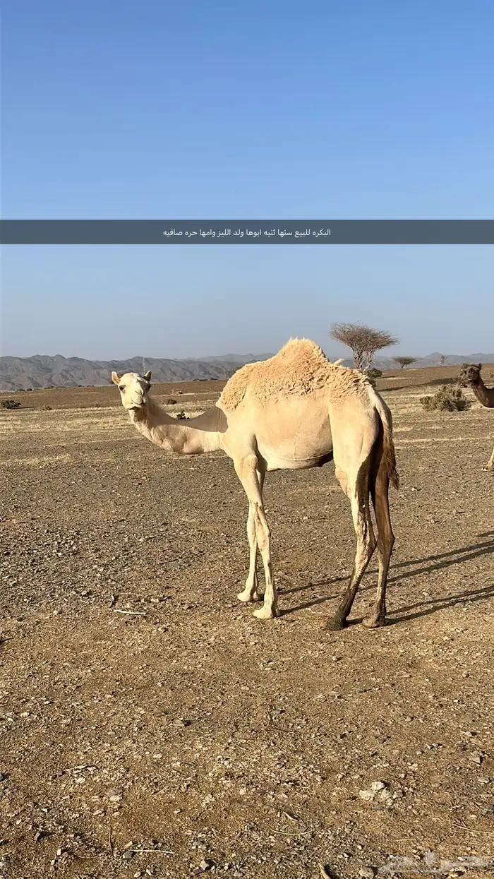 بكره 0
