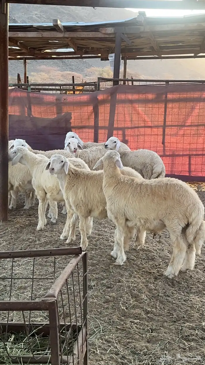 طليان بريه من إنتاج المراح 1