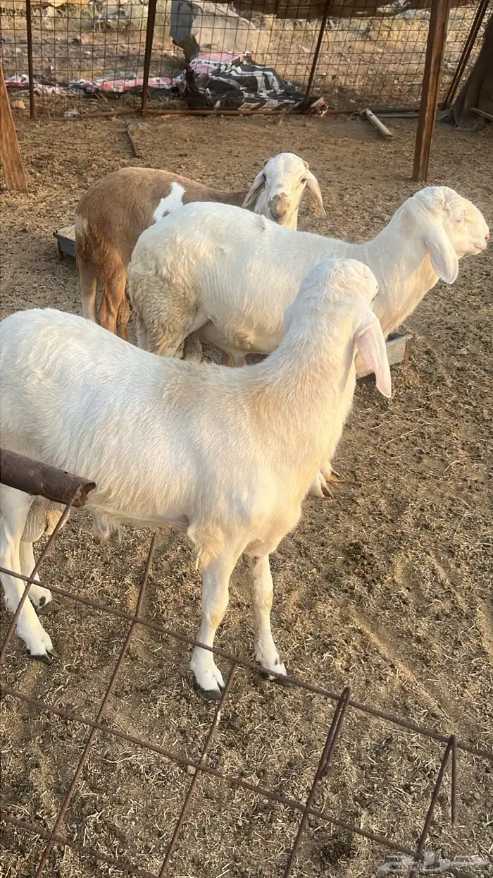 ذبايح مع الذبح والتوصيل داخل مكه 3