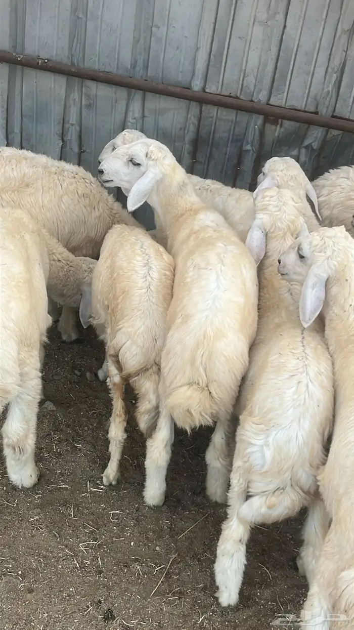 ذبايح مع الذبح والتوصيل داخل مكه 1