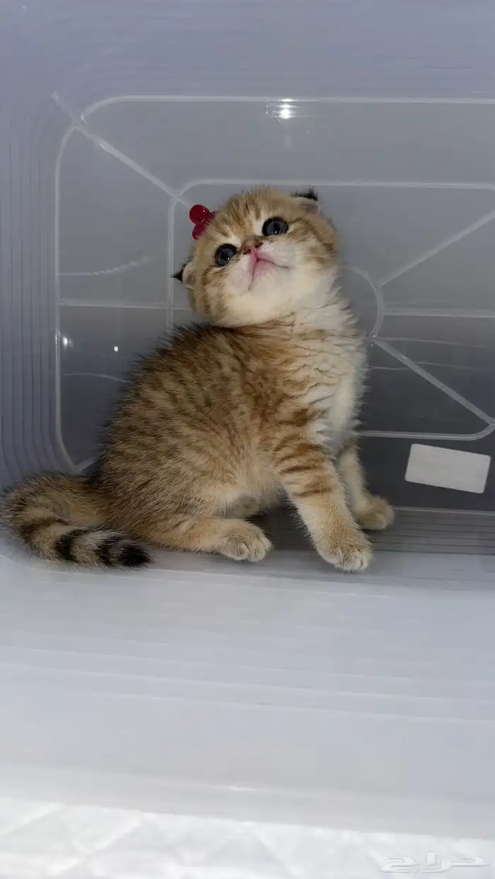 سكوتش فولد 7