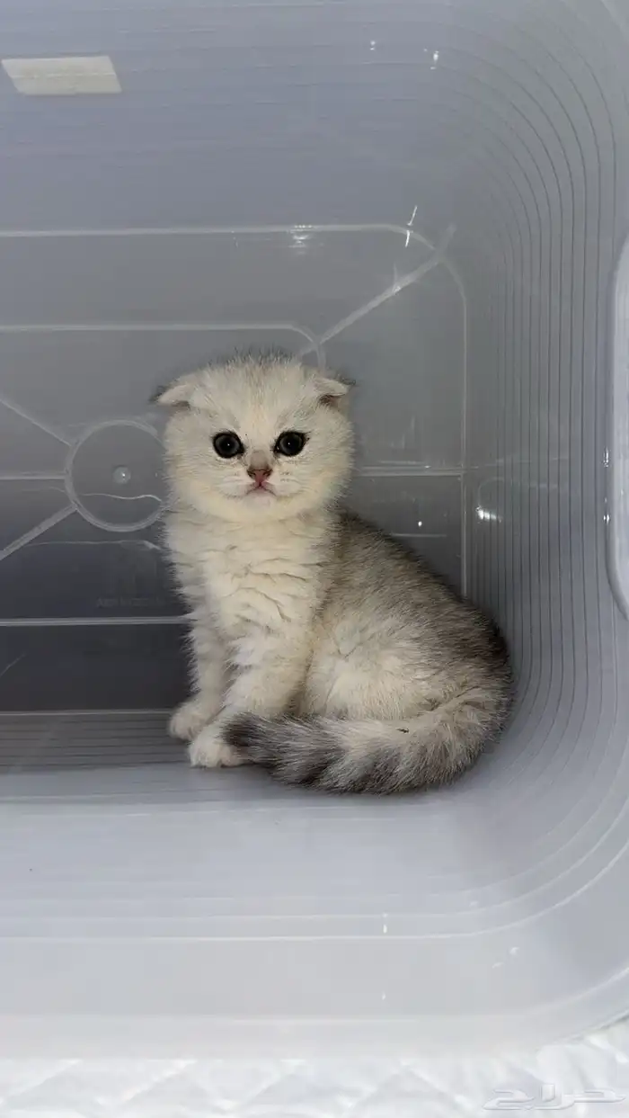 سكوتش فولد 5