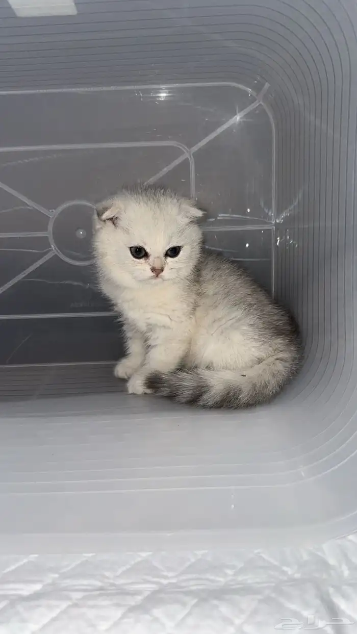 سكوتش فولد 4