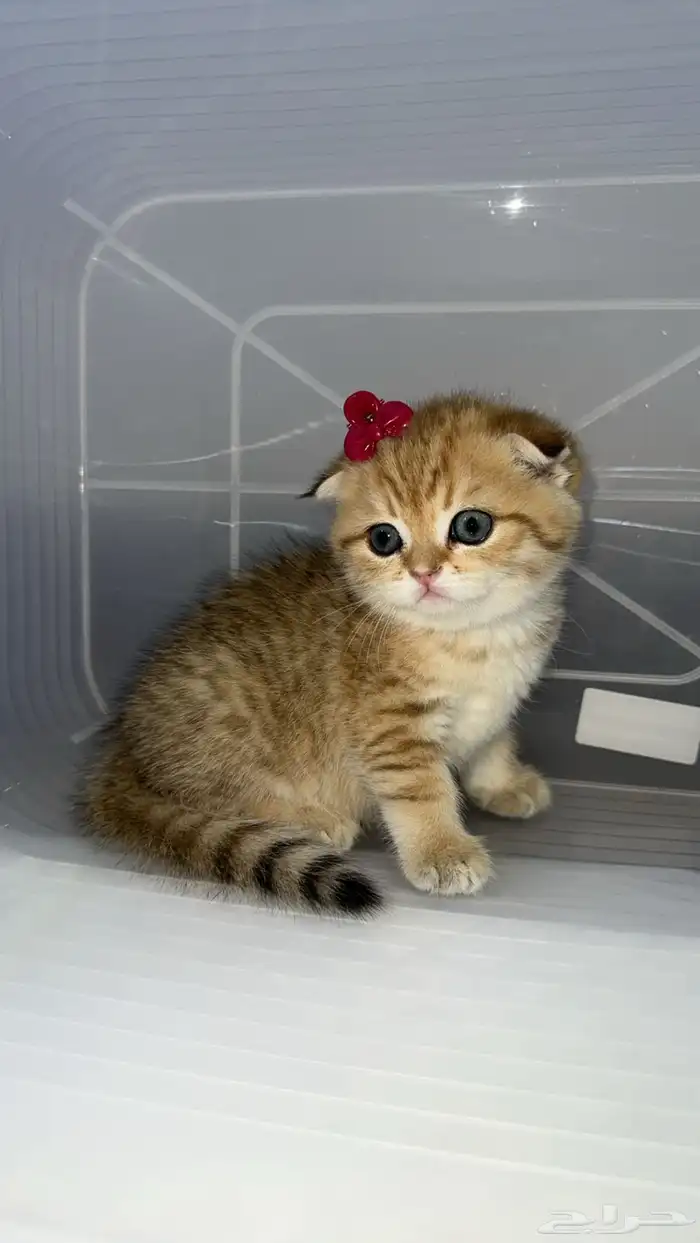 سكوتش فولد 6