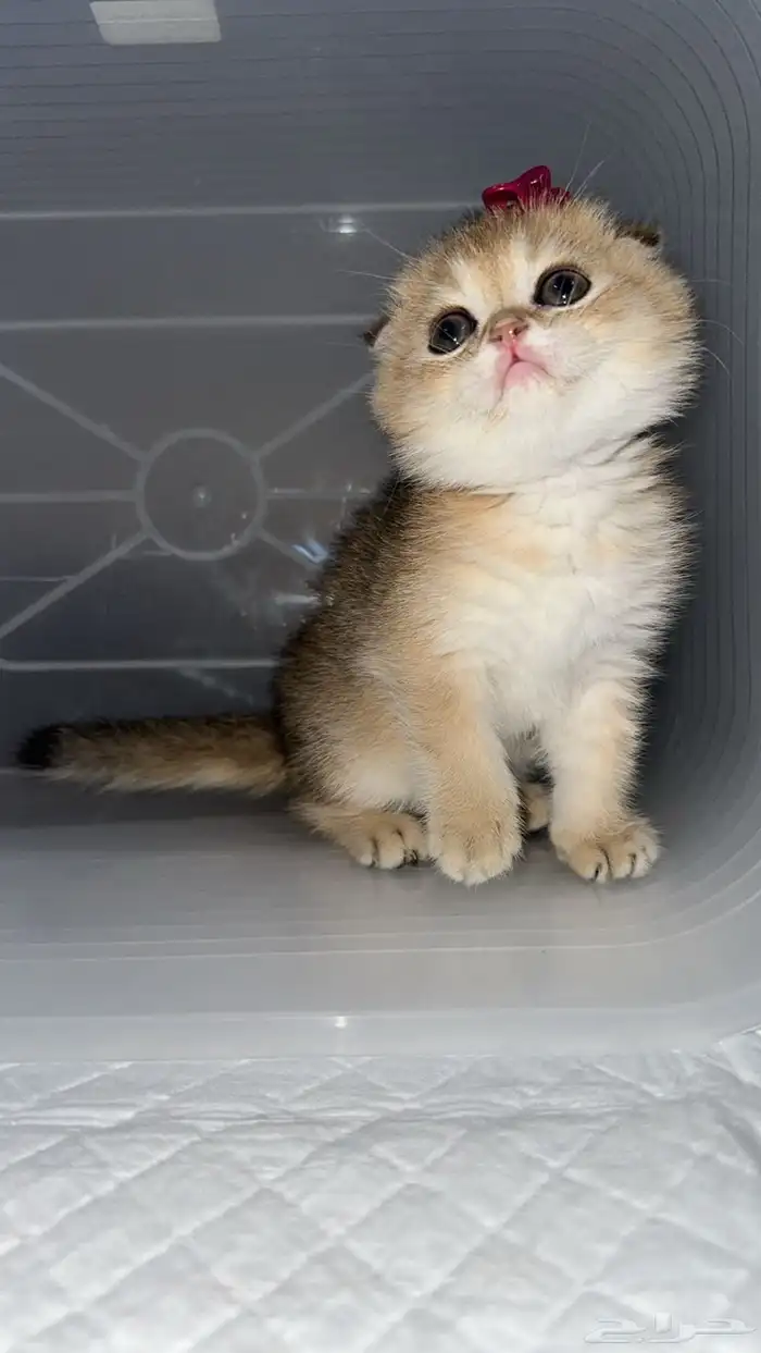 سكوتش فولد 3