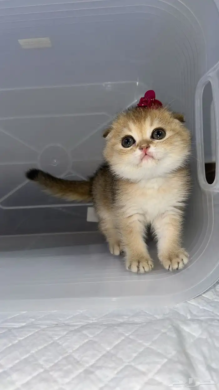 سكوتش فولد 2