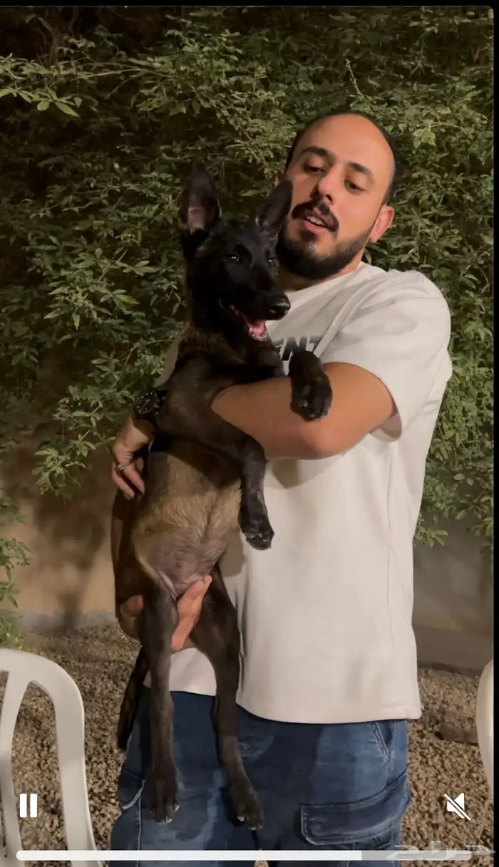 كلاب مالينو 0