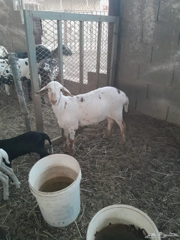 هجين دوربر مع بربري   برابر 1