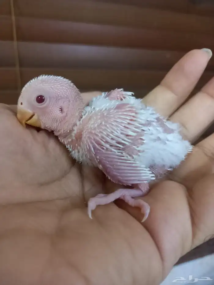 للبيع فرخ روز ابيض عيون حمر 3