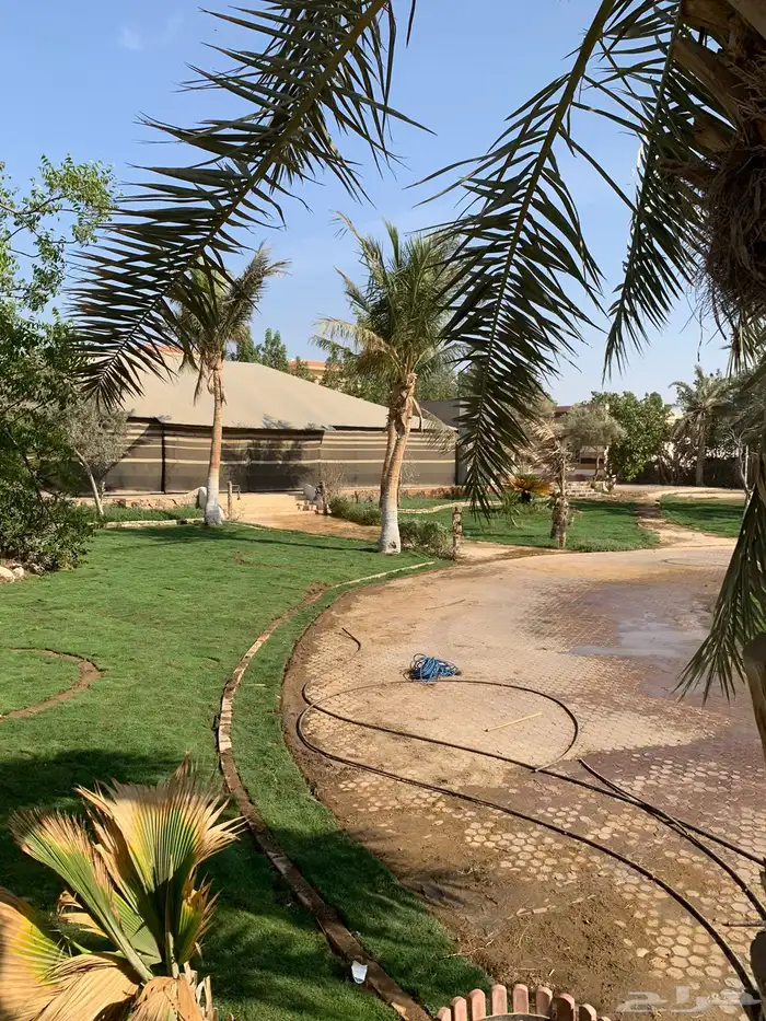 ثيل طبيعي نجيله طبيعي 19