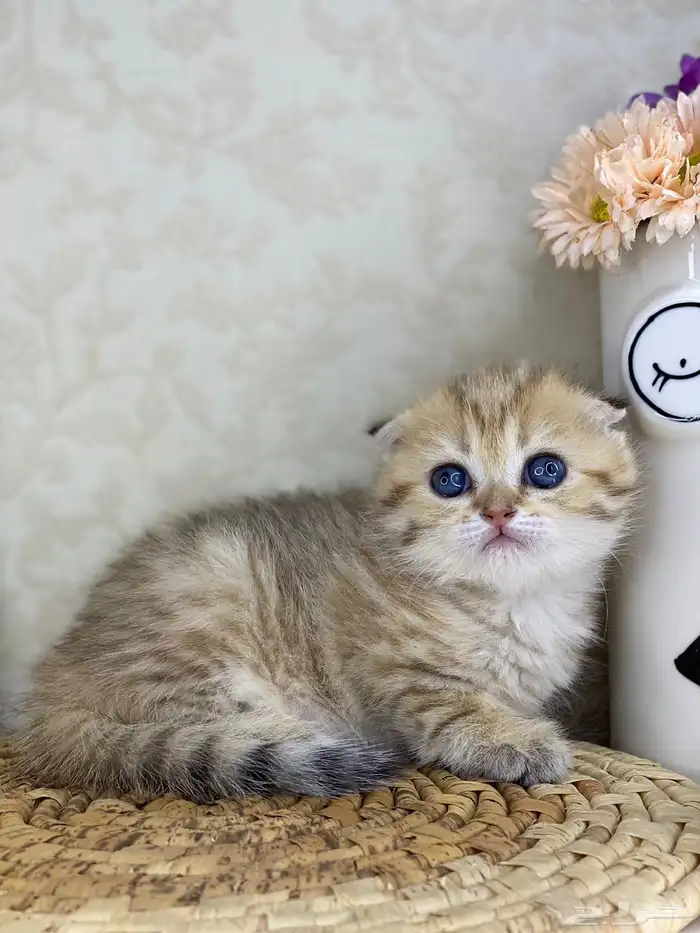 سكوتش فولد 0