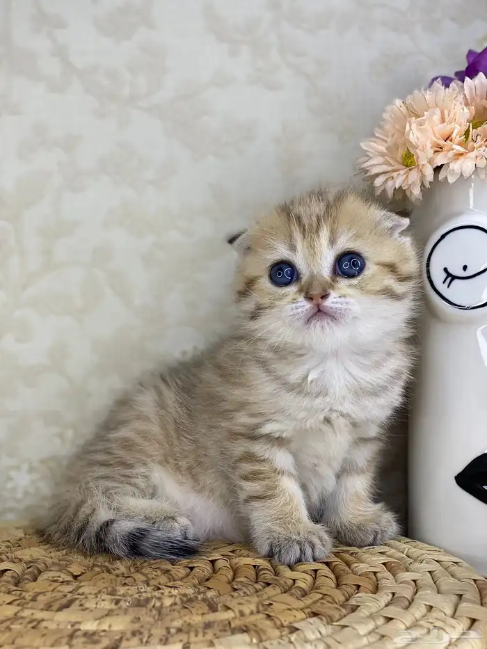 سكوتش فولد 1