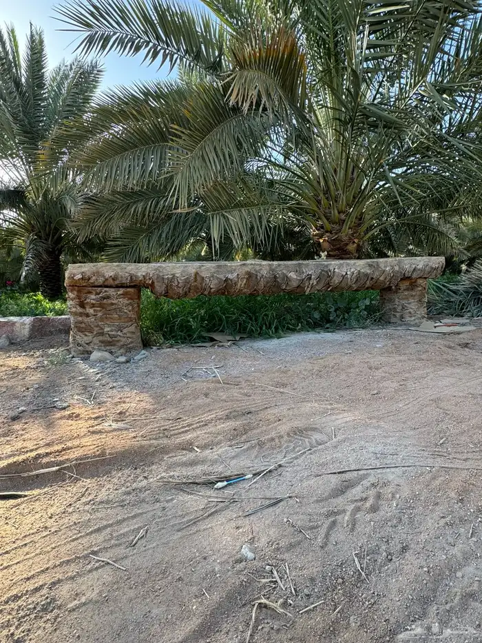 جريد سعف عسيب نخل 13