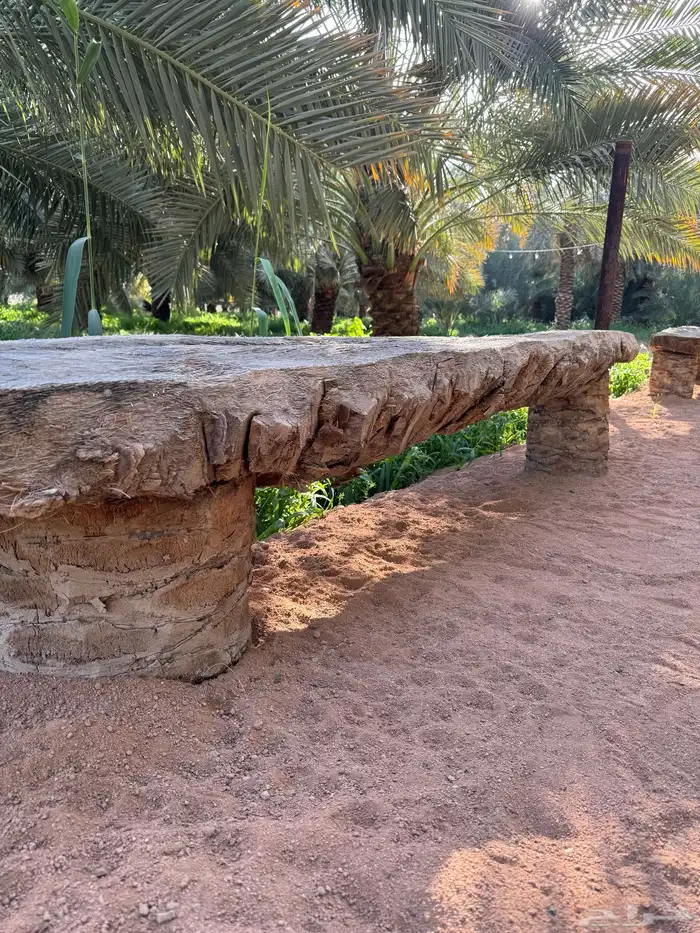 جريد سعف عسيب نخل 15