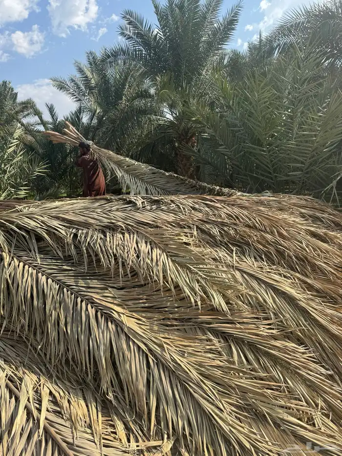 جريد سعف عسيب نخل 17