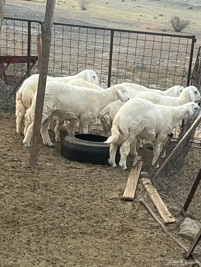 ذبايح مع الذبح والتوصيل داخل مكه 4