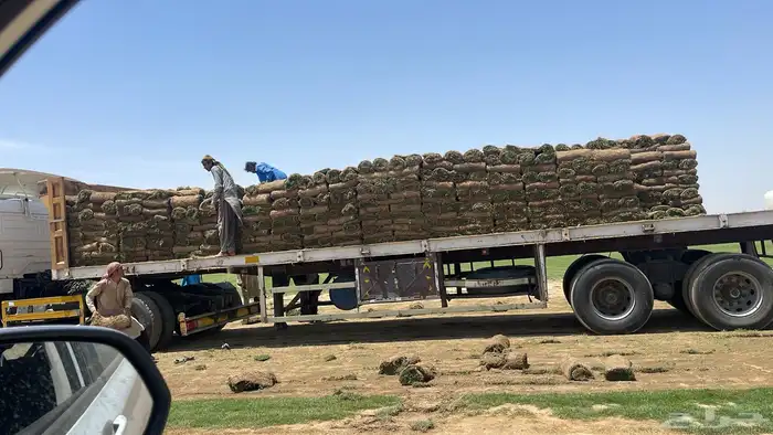 نجيل طبيعي c2000 5