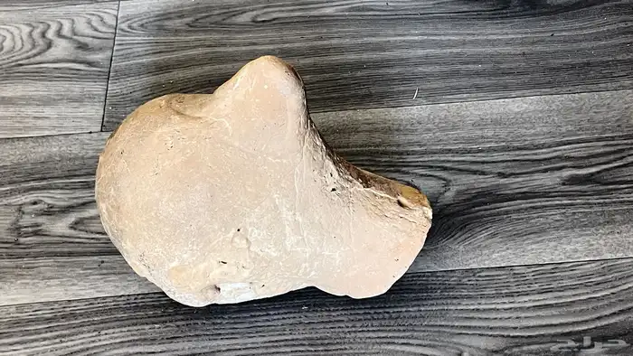 تراث راس بمنقار طير 0