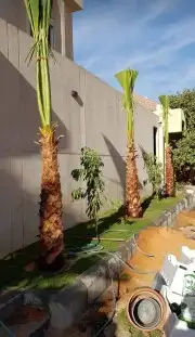 نخل واشنطوني زينه أمريكي 6