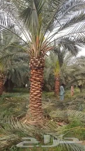 يوجد لدينا نخل للبيع 2