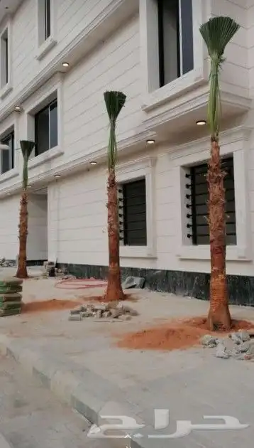 نخل واشنطوني زينه أمريكي 12