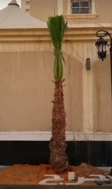 نخل واشنطوني زينه أمريكي 9