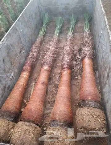 نخل واشنطوني زينه أمريكي 0