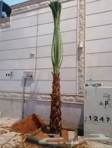 نخل واشنطوني زينه أمريكي 8