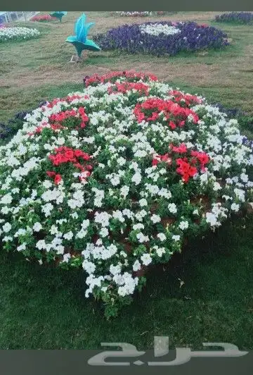 زراعة وحدائق 9