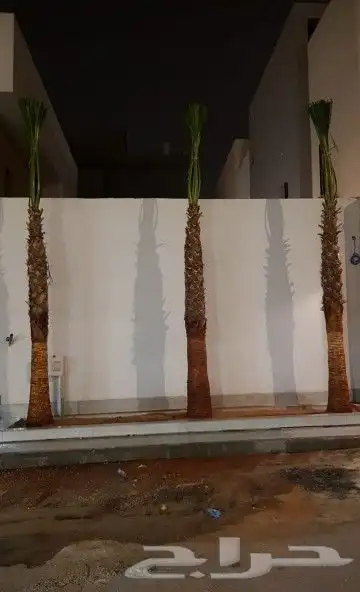نخل واشنطوني زينه أمريكي 8