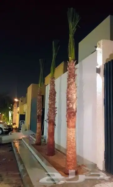 نخل واشنطوني زينه أمريكي 11
