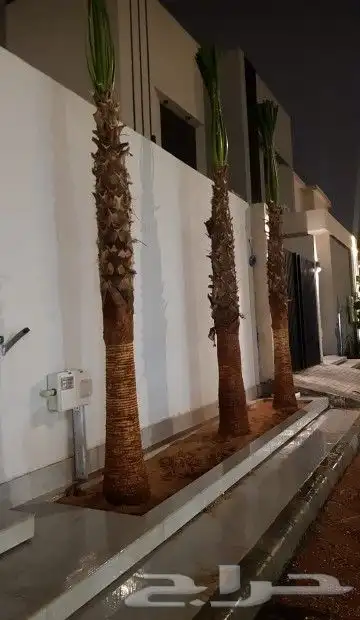 نخل واشنطوني زينه أمريكي 10