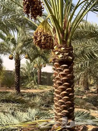 يوجد لدينا نخل للبيع 1