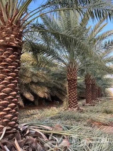 يوجد لدينا نخل للبيع 3