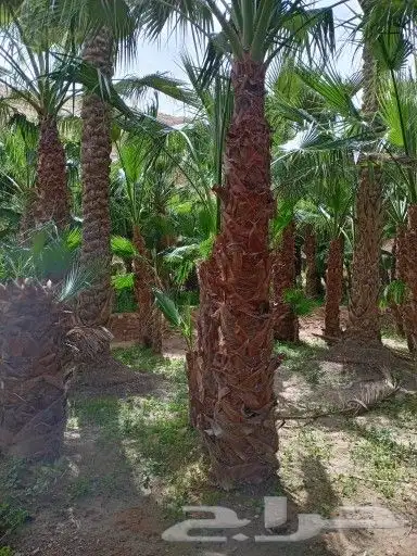 نخل واشنطني جميع المقاسات ونوصل جميع مناطق المملكة 1